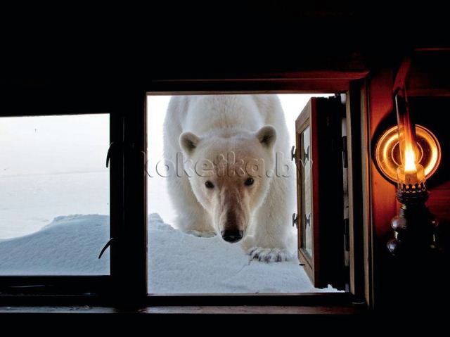 Лучшие фотографии от National Geographic за 2012 год