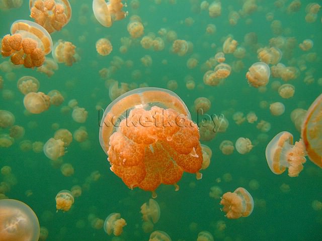 Озеро медуз, прекрасное и ужасное