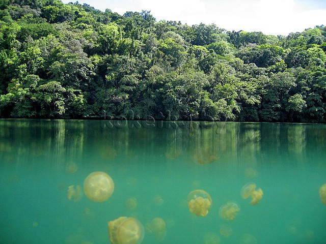 Озеро медуз, прекрасное и ужасное