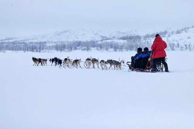 Собачьи упряжки в Норвегии