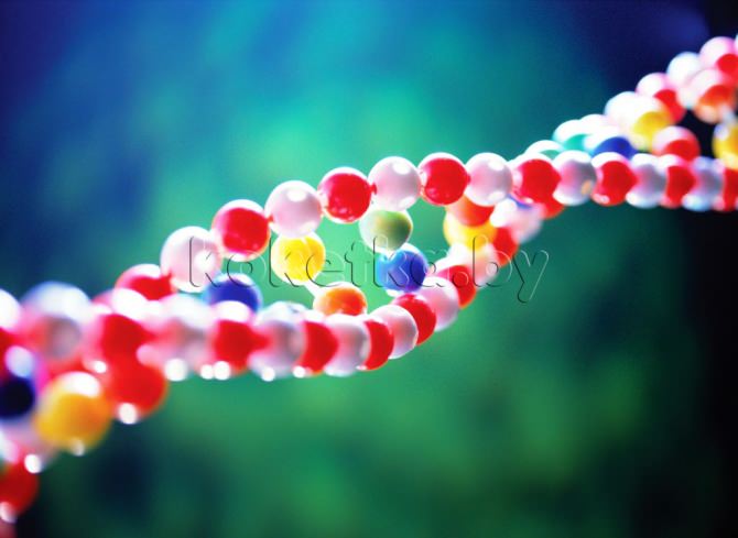 Миф 1. Ум заложен в генетике человека