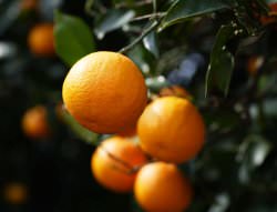 Эфирное масло апельсина против целлюлита