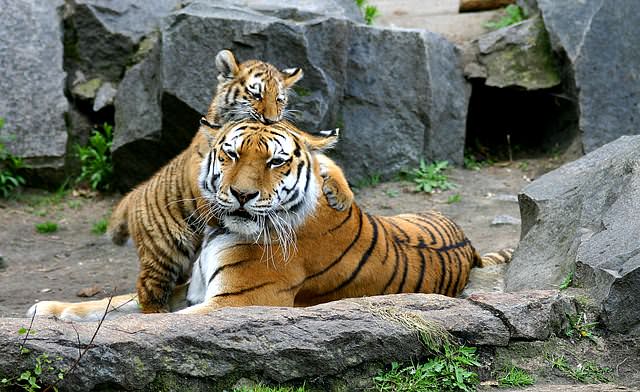 Тигры в Берлинском зоопарке