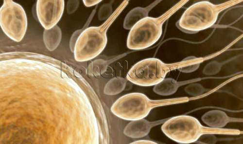 Сперма Беременность 1 неделя