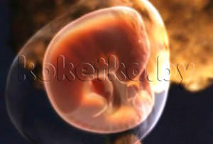Фото плода -беременность 2 недели