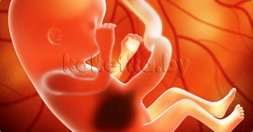 Фото плода - беременность 13 недель