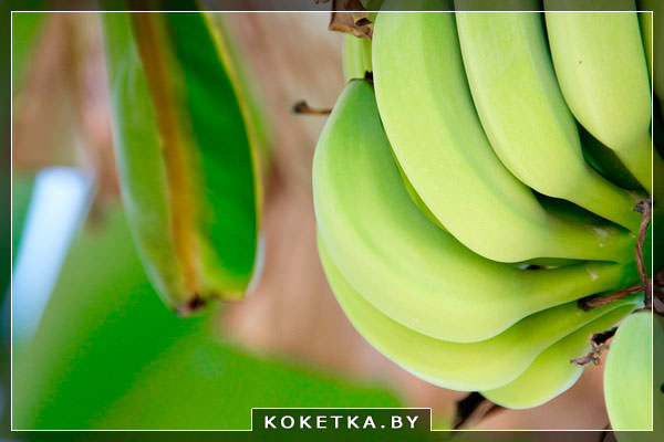 Бананы при грудном вскармливании