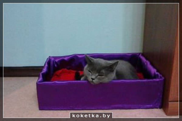 Лежанка для котика из коробки