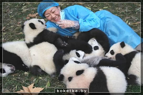Самые редкие профессии - Обниматель панд, Китай