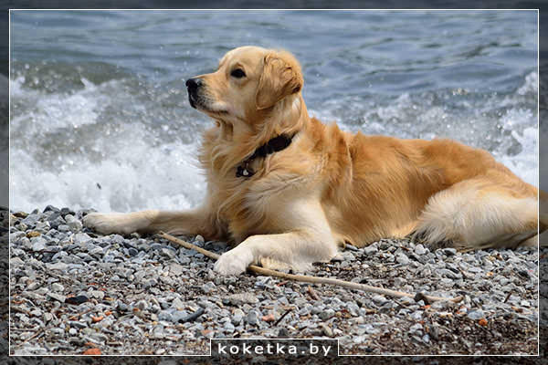 Собака на галечном пляже у моря