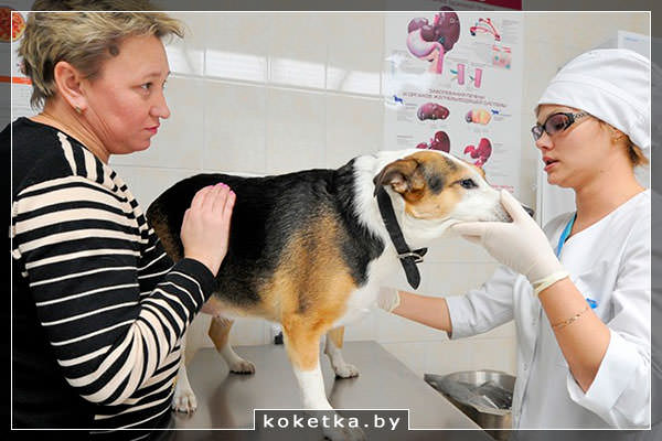 Ветеринар: помощь врача и советы владельцам
