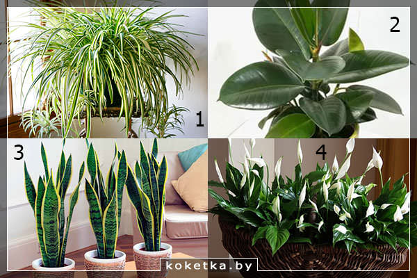 Растения, очищающие воздух дома