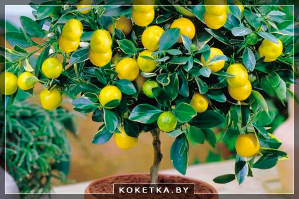 Как вырастить лимоны дома и собрать урожай