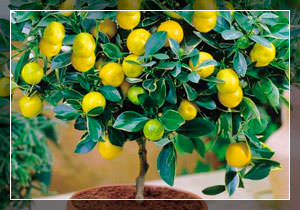 Как вырастить лимоны дома и собрать урожай