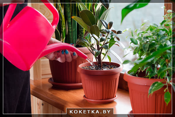 10 растений-талисманов защищающих дом от негативной энергии