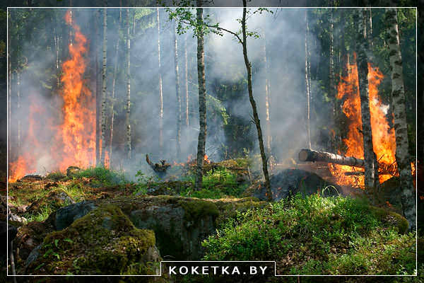 Пожар в лесу, горящий лес