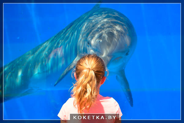 Девушка наблюдает за дельфинами 