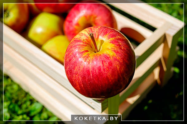 Простой и доступный продукт – яблоки