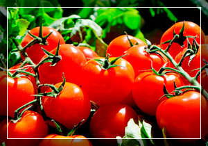 помидоры защитит вас от опасной болезни