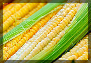 кукуруза защитит вас от опасной болезни