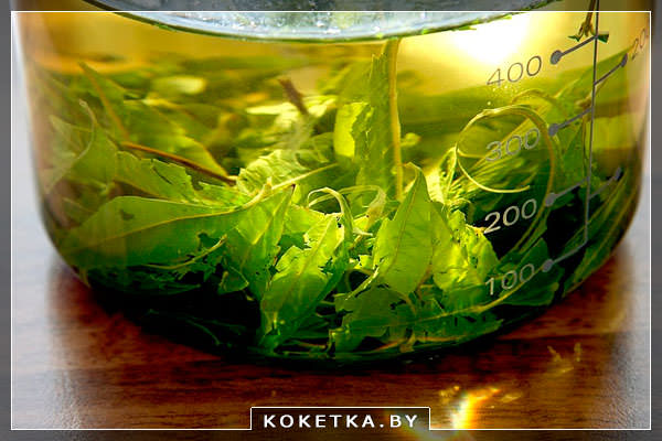 Заваривание травяного чая