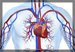 Профилактика сердечно-сосудистых заболеваний: 5 правил на каждый день, которые должен знать каждый