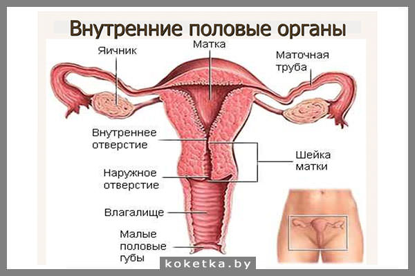 Внутренние женские половые органы (матка и придатки)