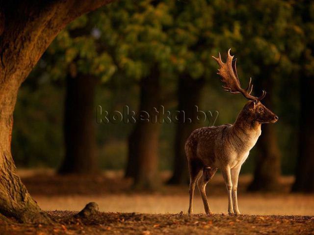 Лучшие фотографии от National Geographic за 2012 год