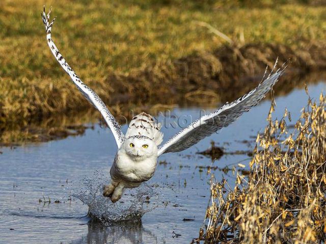 Лучшие фотографии от National Geographic за 2012 год