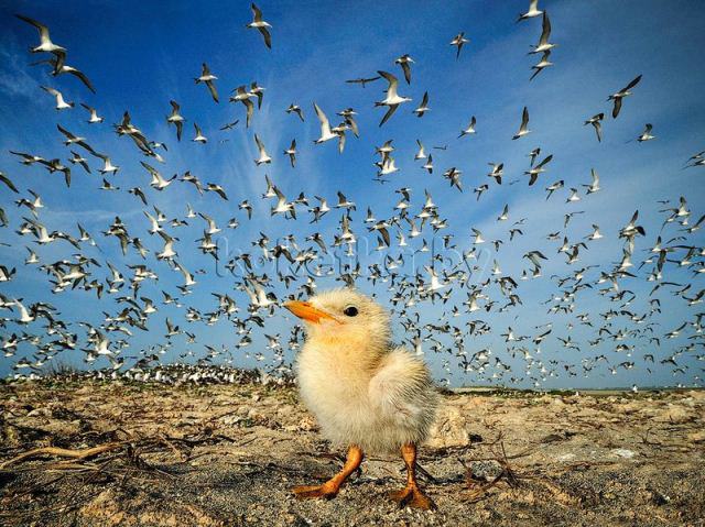 Лучшие фотографии от National Geographic за 2012 год