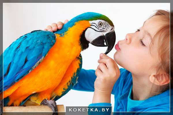 Выбор домашнего питомца для ребенка - птица или попугай