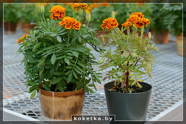 Бархатцы, бархотки выращиваем на балконе Бархатцы в горшках