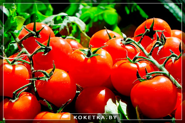 Помидоры - Польза томатного сока